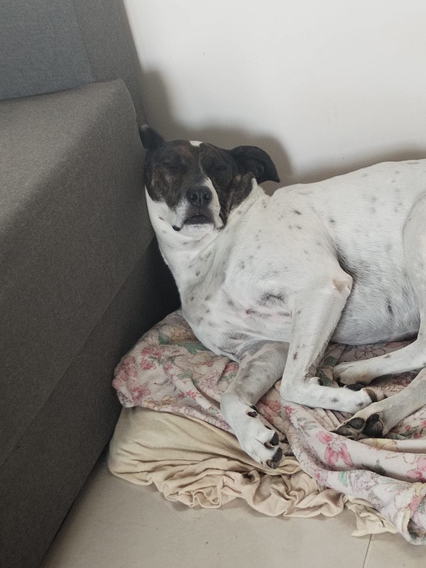 Maya the sleeping dog