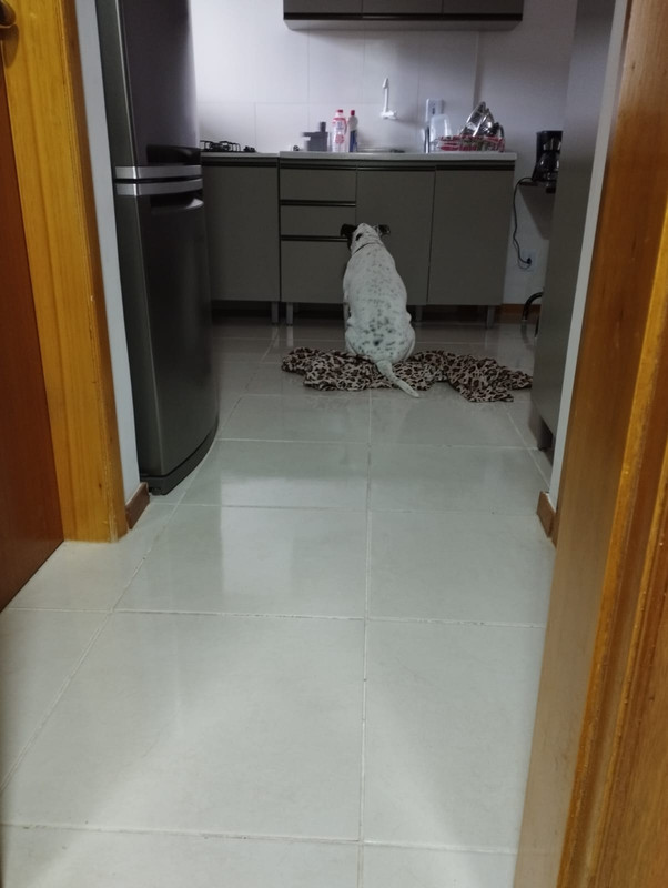 Maya the sleeping dog