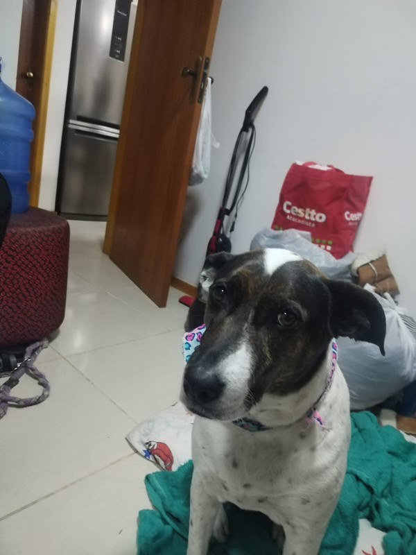 Maya the sleeping dog