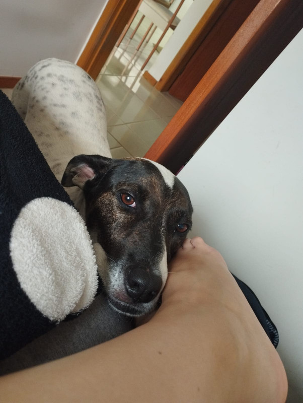 Maya the sleeping dog