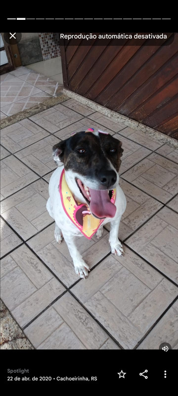 Maya the sleeping dog