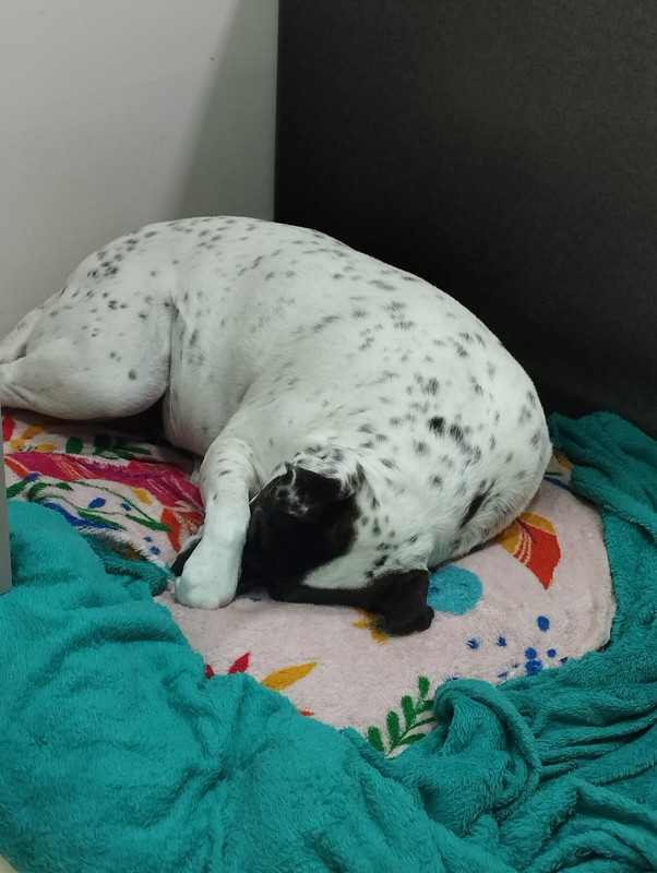 Maya the sleeping dog