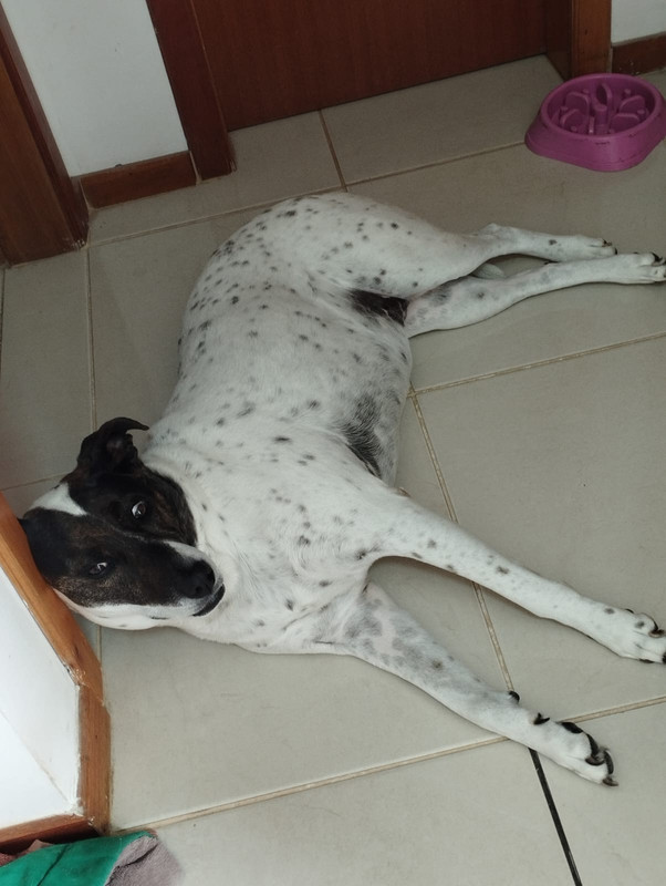 Maya the sleeping dog