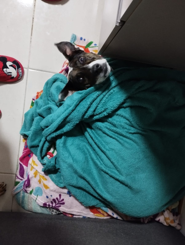 Maya the sleeping dog