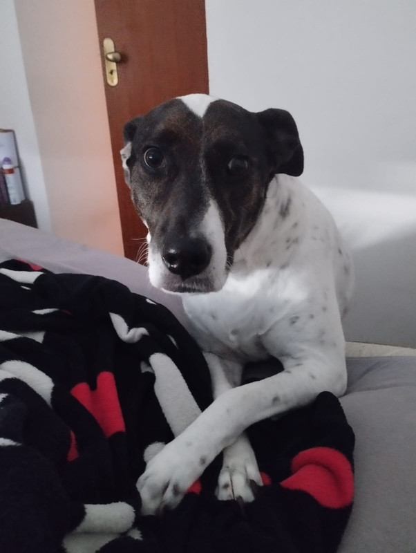 Maya the sleeping dog